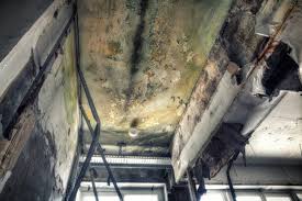 Best Environmental Consulting for Mold Prevention  in Blair, WI